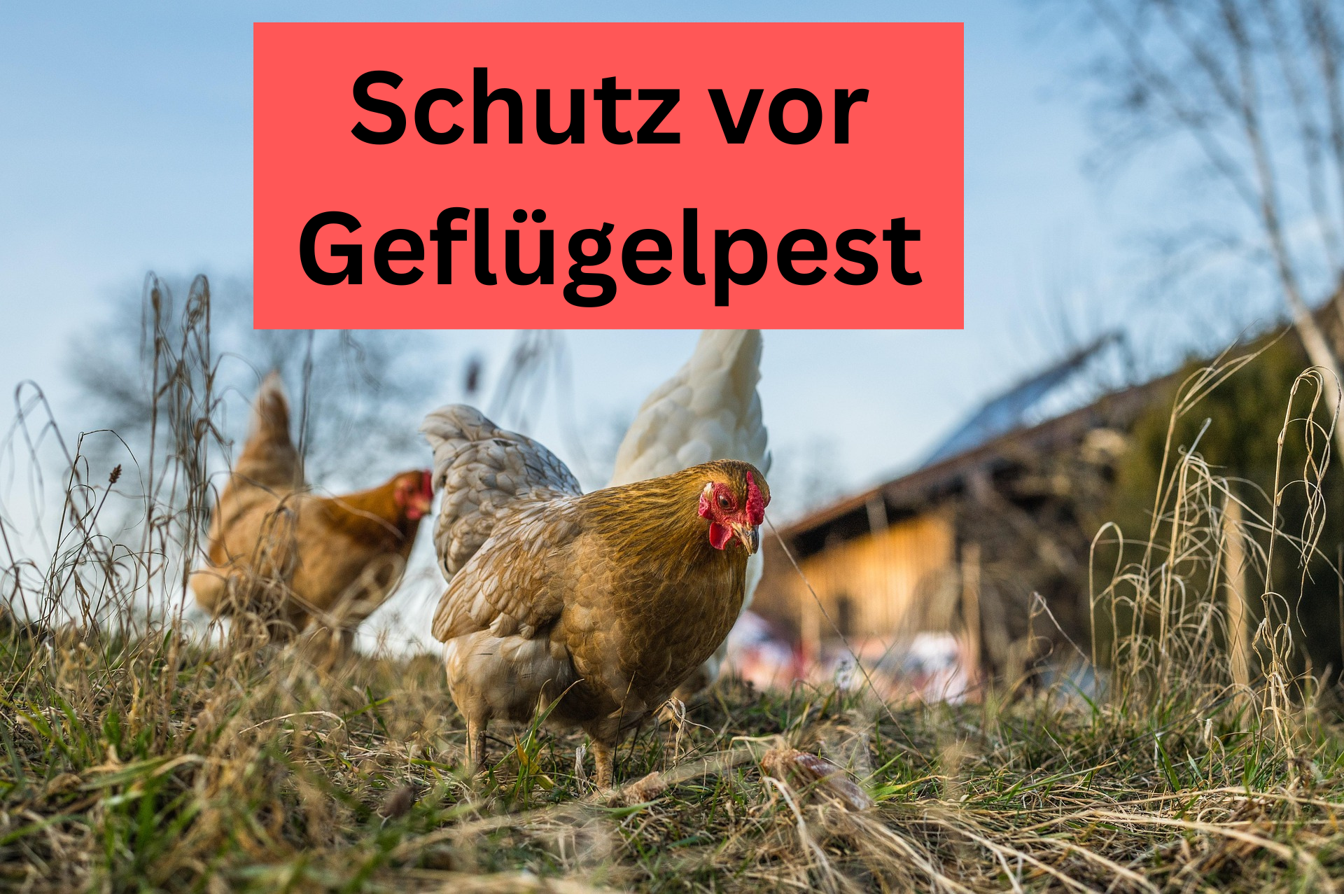 Geflügelpest - 1
