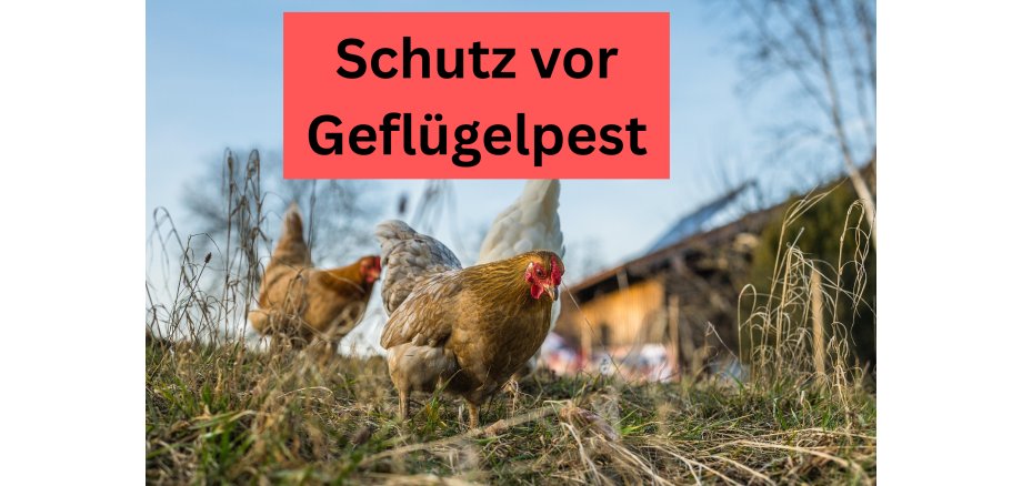 Geflügelpest - 1